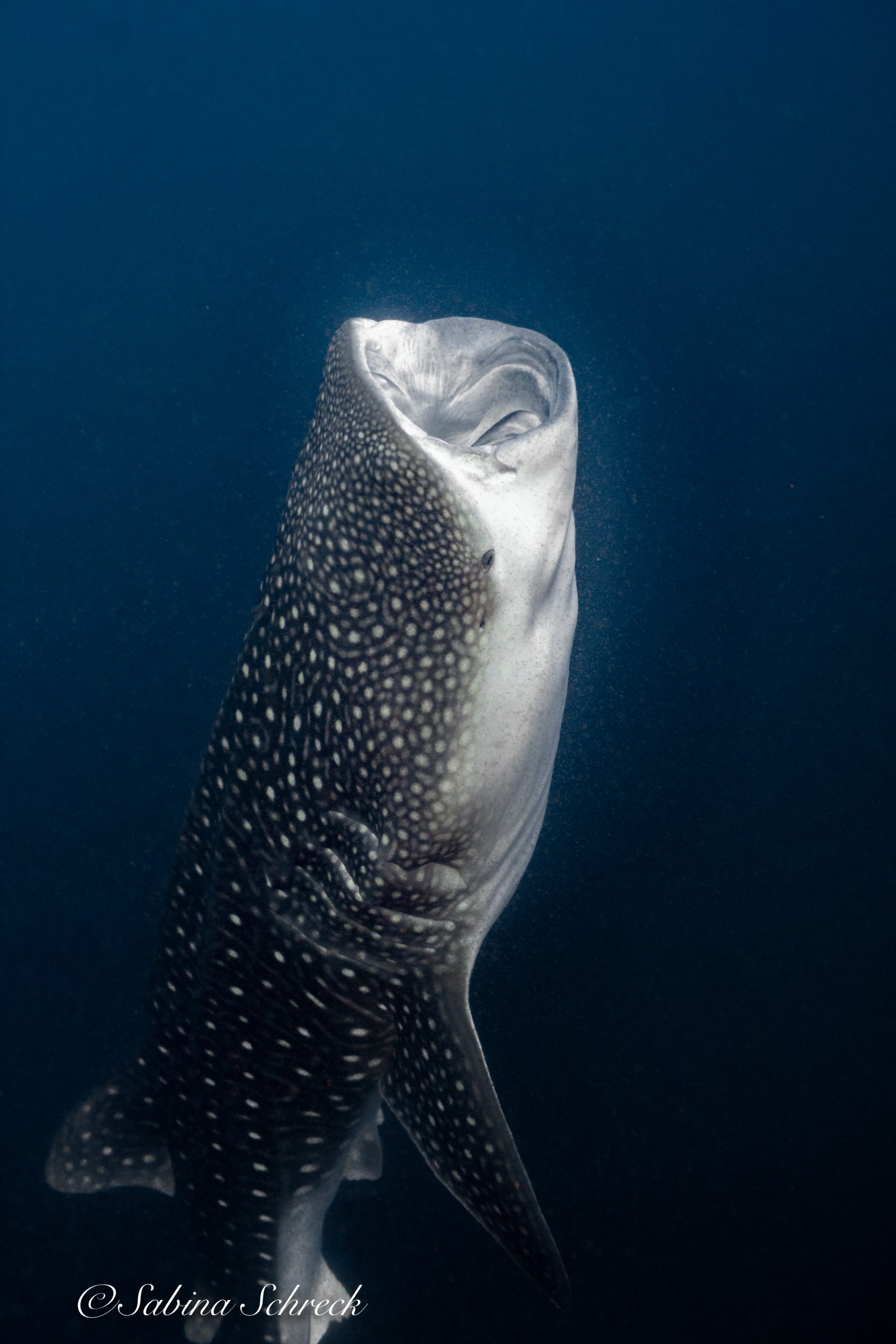 whaleshark-diving-coiba-panama