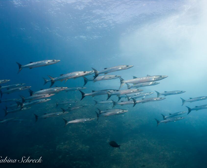 barracuda-diving-coiba-panama
