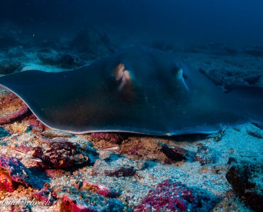 stingray-diving-coiba-panama